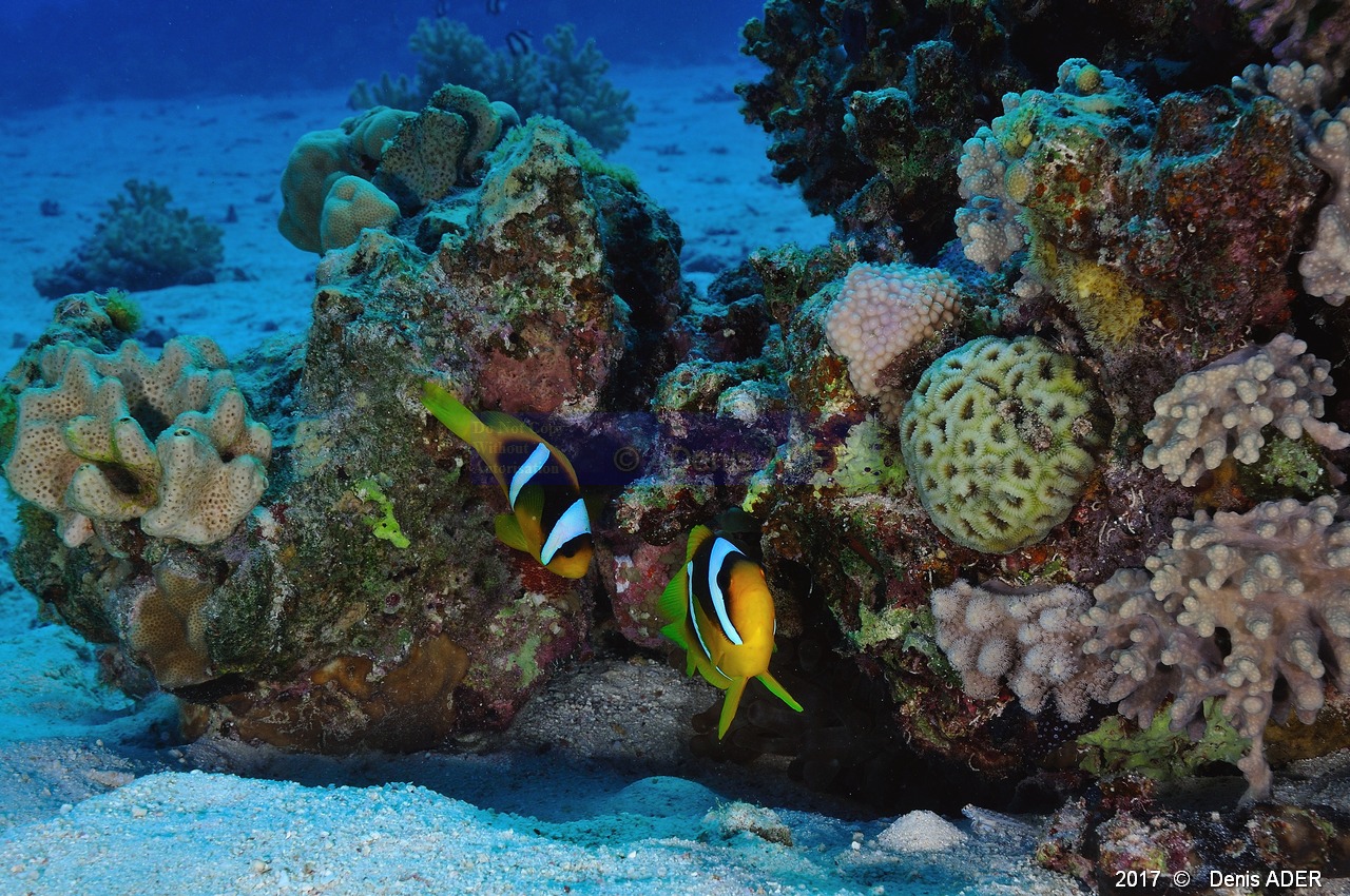 Amphiprion-bicinctus-Safaga Gamul kebir-8m-20171120-Denis-ADER-DSC_3060_tn.jpg